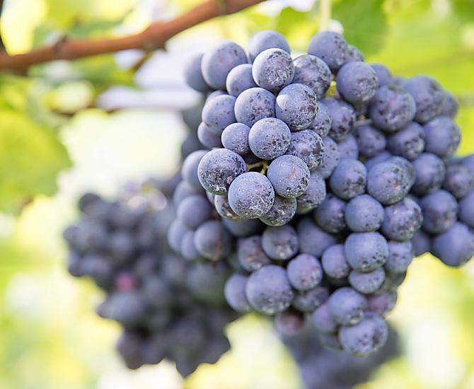 Kurz vor der Ernte: Vernatsch-Trauben für unseren Hauswein
