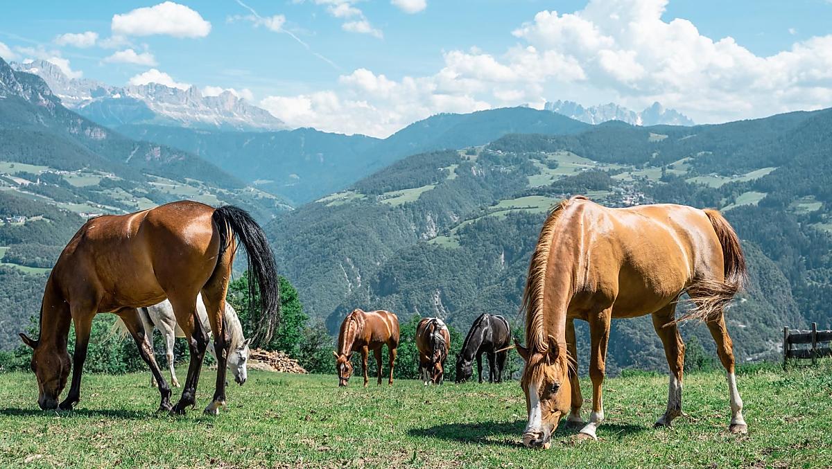 Lanznasterhof - Fotogalerie Photo