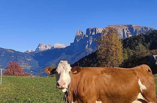 Aschnerhof - Seznam Photo