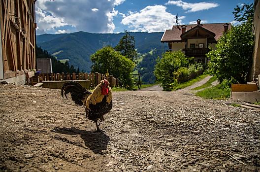 Krinner - Seznam Photo