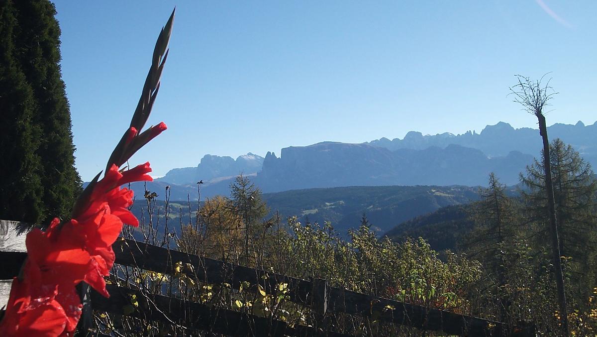 Mecíky v zahrade statku s výhledem na krásné Dolomity (Schlern, Sellastock, Langkofel, Plattkofel, Rosengarten atd.).