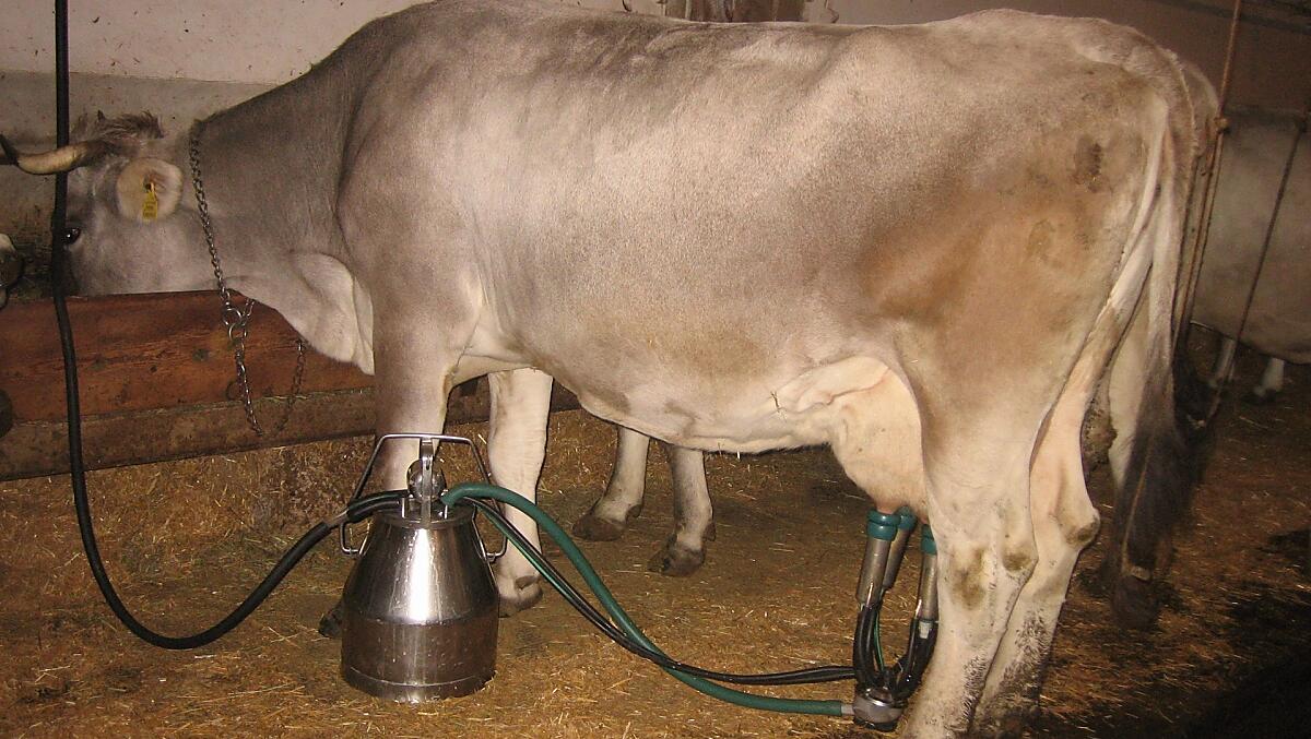 Naše kráva Sára je podojená