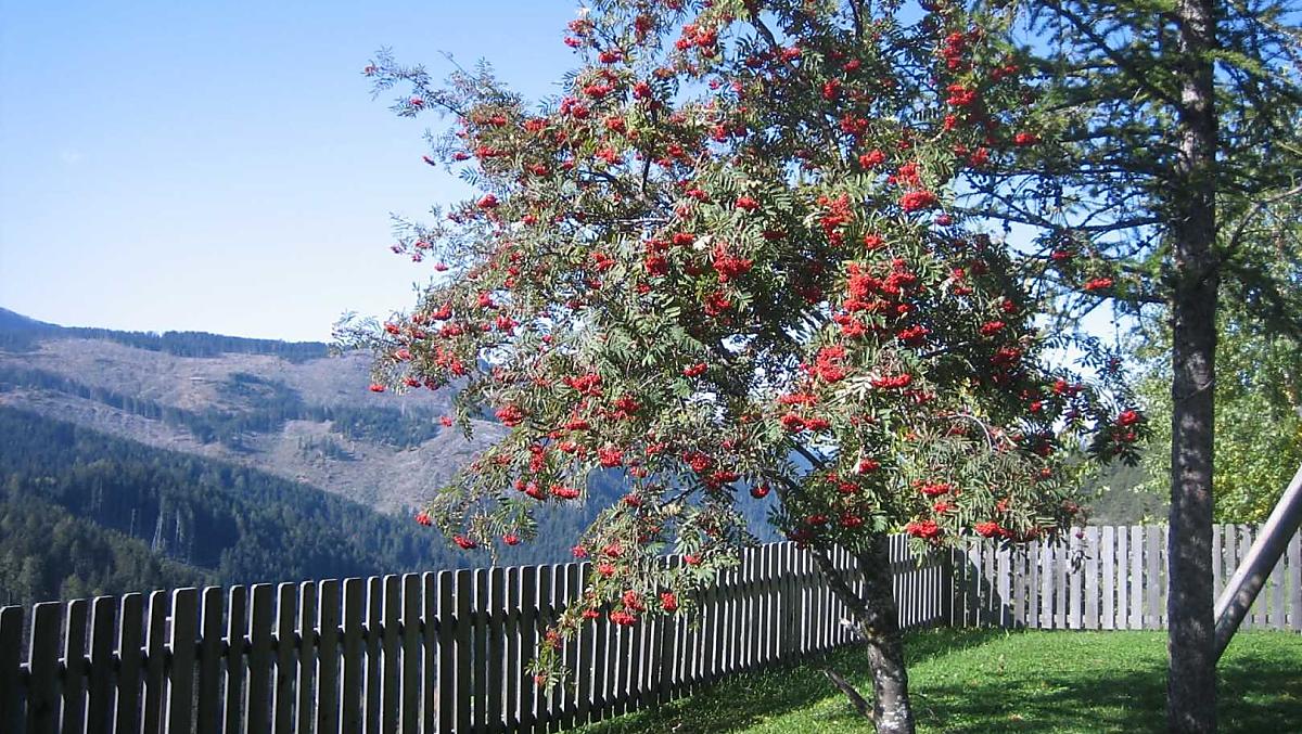 Stuppnerhof - Fotogalerie Photo