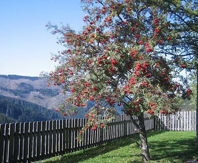 Stuppnerhof - Fotogalerie Photo