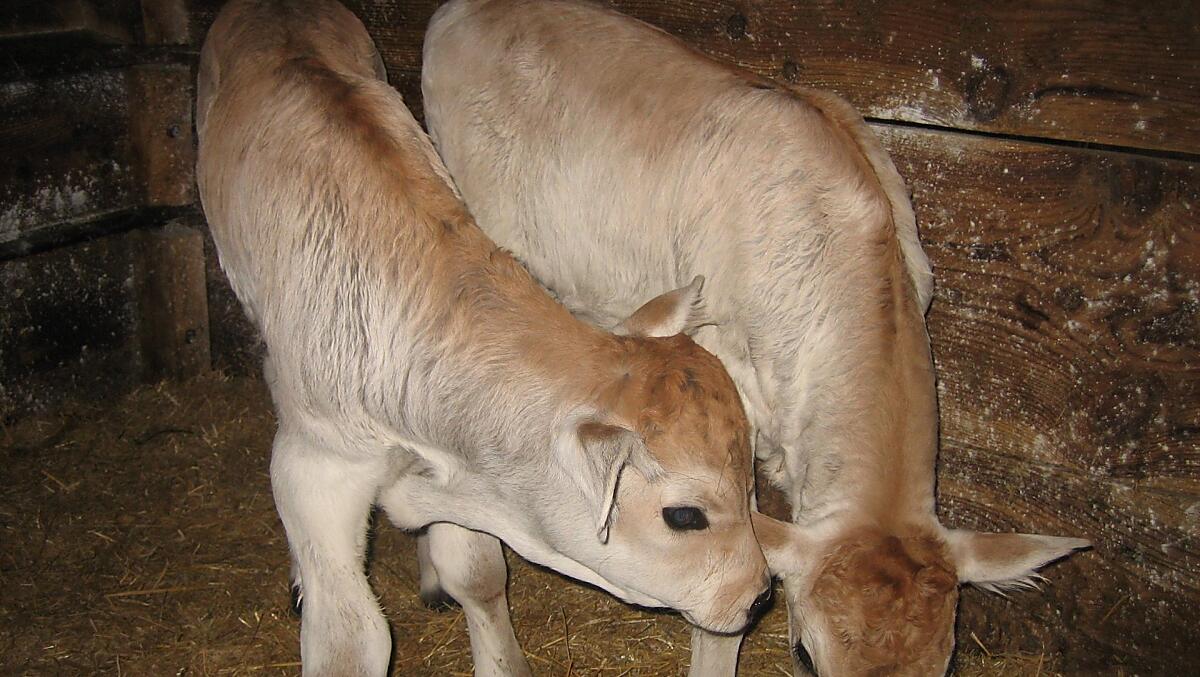Taková roztomilá telátka si mužete na statku Stuppnerhof vždycky pohladit.
