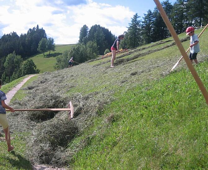 Pri práci se senem je treba mnoha pracovitých rukou