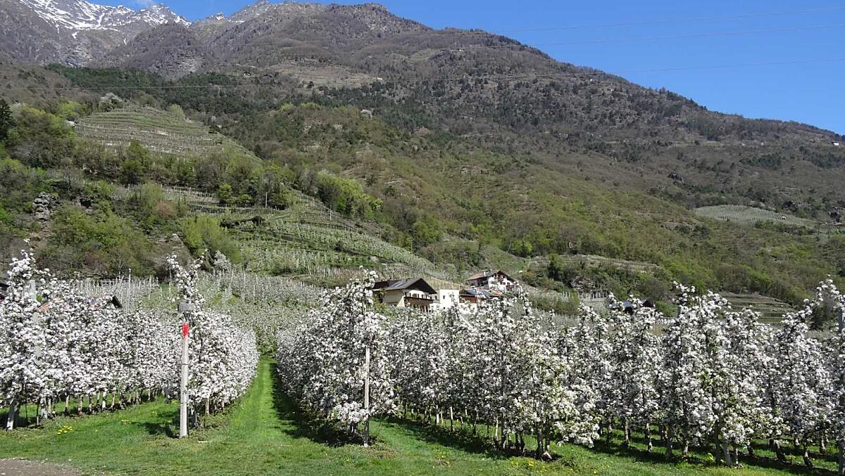 Kvetoucí jablone