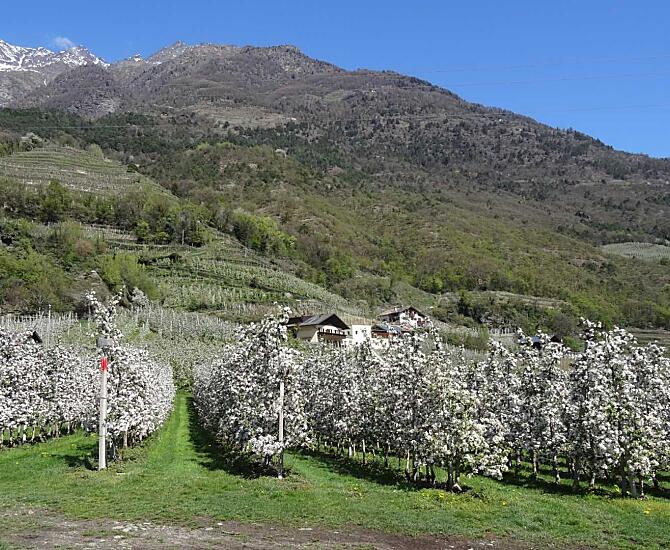 Kvetoucí jablone