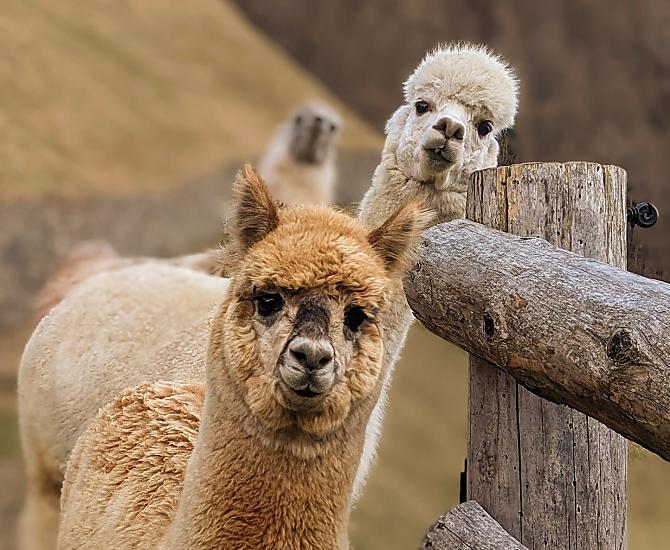 Oberversanthof - Fotogalerie Photo
