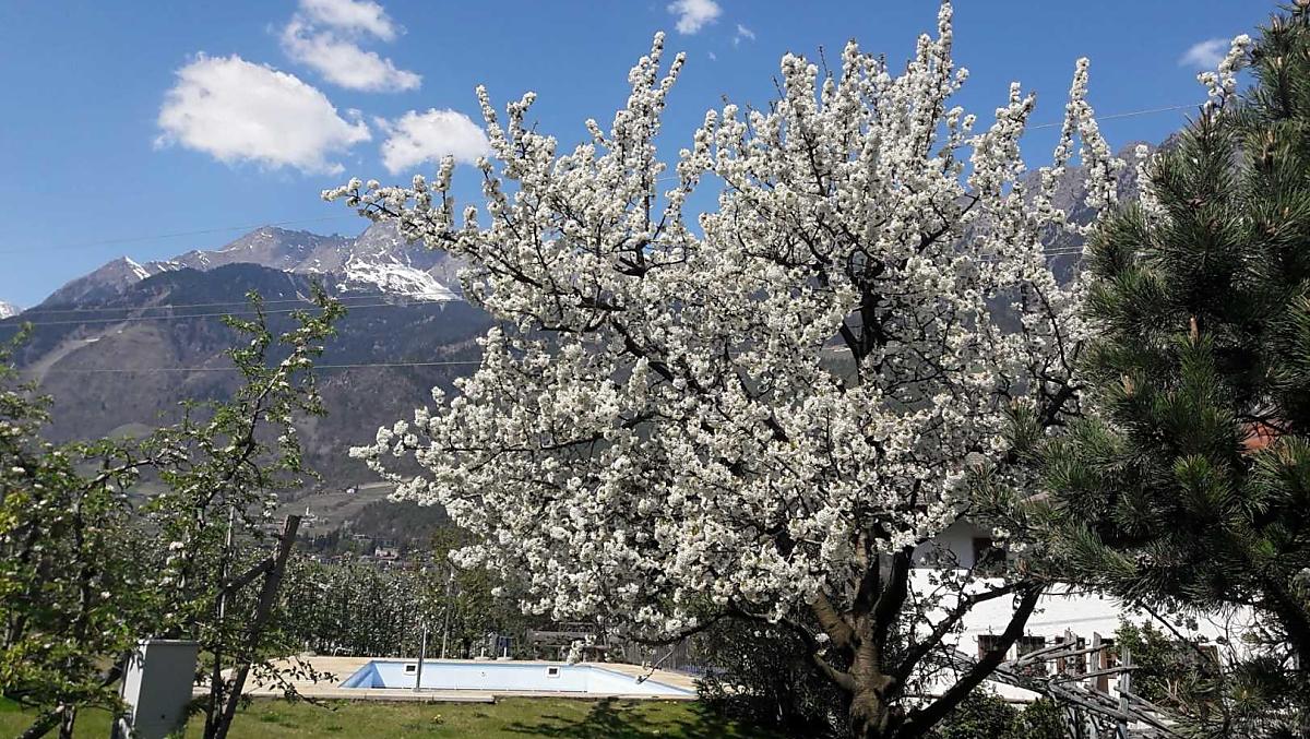 Kvetoucí trešen u bazénu
