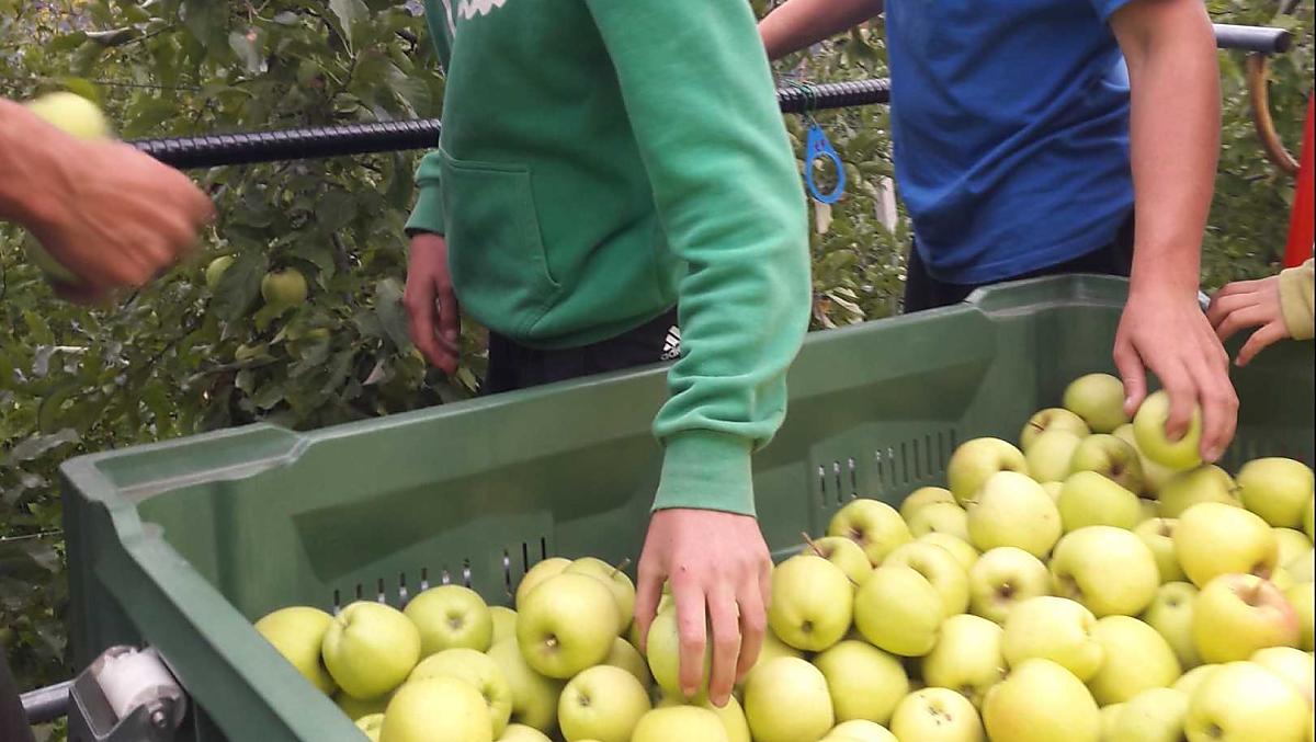 Mnoho pomocných rukou pri podzimní sklizni. Sklízí se štavnatý Golden Delicious.