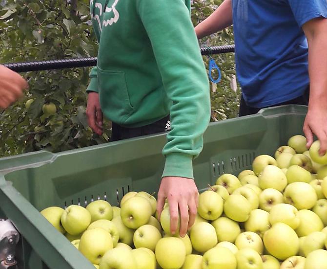 Mnoho pomocných rukou pri podzimní sklizni. Sklízí se štavnatý Golden Delicious.