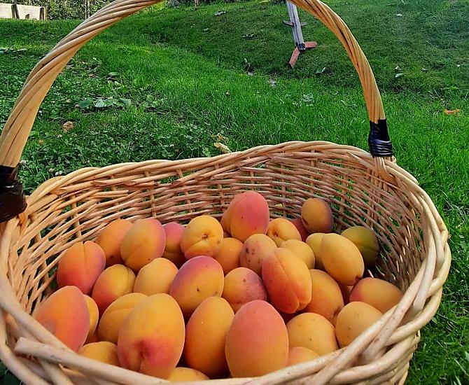 Na Moserhofu rostou nejen jablka, ale i lahodné merunky, trešne, nektarinky, fíky a mnoho dalších druhu ovoce.