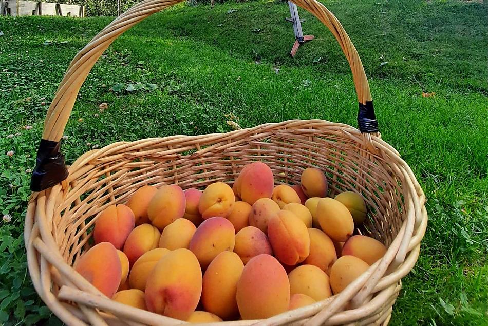 Na Moserhofu rostou nejen jablka, ale i lahodné merunky, trešne, nektarinky, fíky a mnoho dalších druhu ovoce.