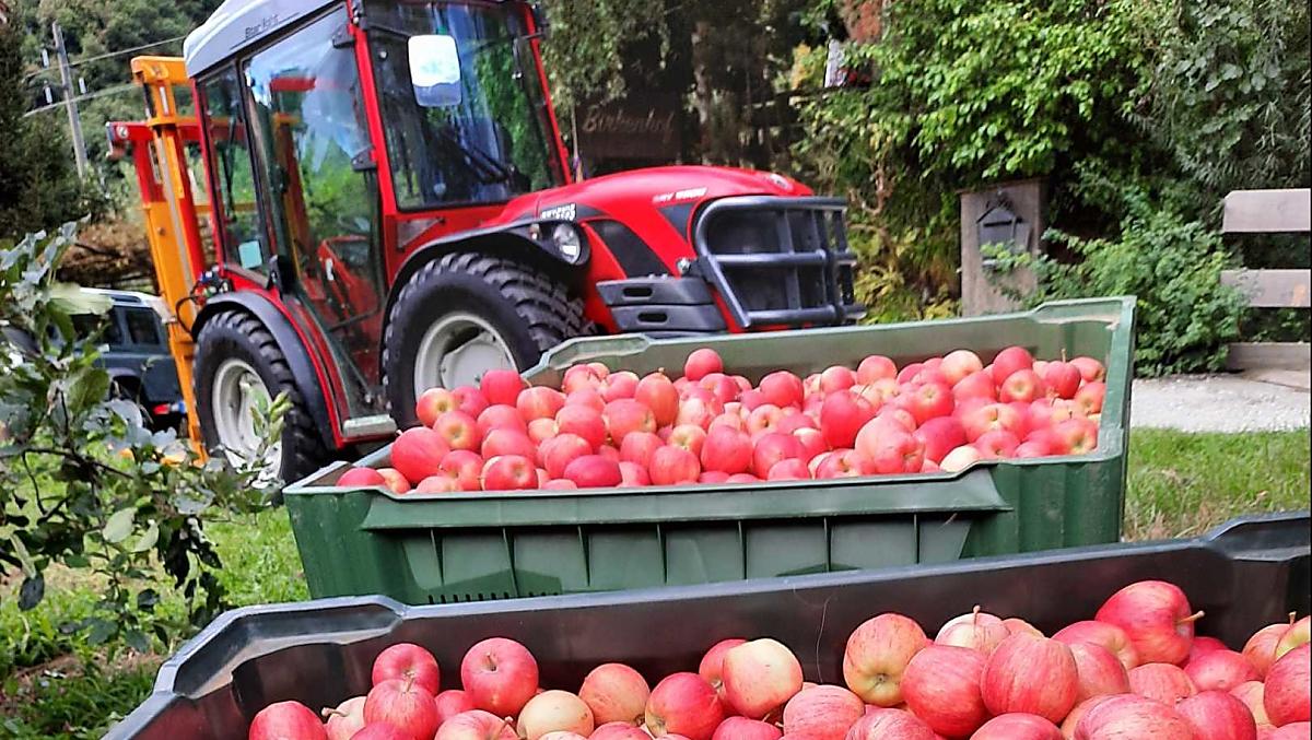 Sklizená jablka dodáváme do ovocnárského družstva. Krupavé a štavnaté odrudy Gala se sklízejí již v srpnu.