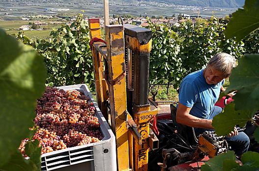 Georg nakládá hrozny odrudy Gewürzertraminer.