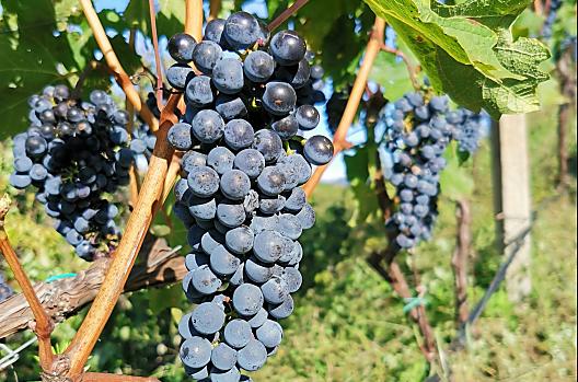 Naše hrozny Cabernetu krátce pred sklizní