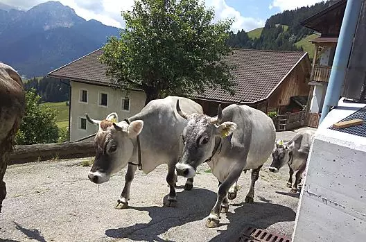 Oberstauder - Seznam Photo