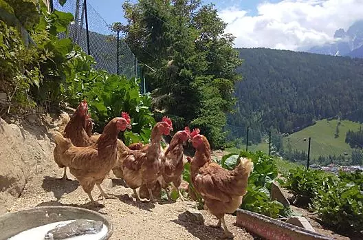 Oberstauder - Seznam Photo