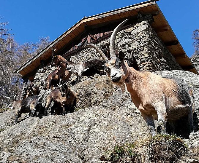 Naše passeierské horské kozy