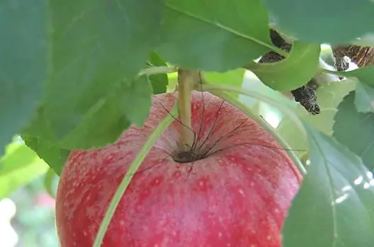 Sklizen jablek zacíná již v polovine srpna.
