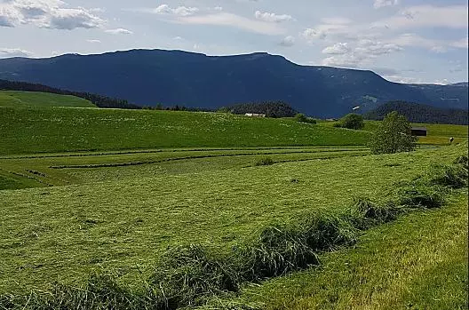 První seč seče vždy na začátku léta jako silo. Jakmile jídlo trochu zaschne, dělají se takové řady.