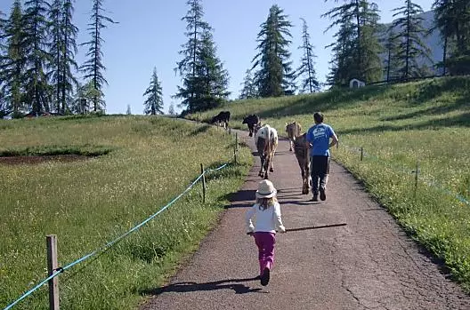 Vyhánení telat na letní pastviny