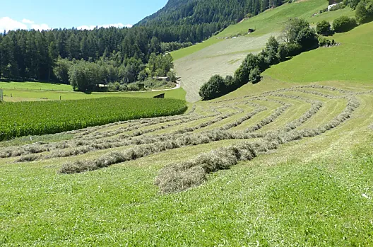 V cervnu se poprvé sece tráva. Zde rodina, príbuzní a prátelé pomáhají snášet suchou trávu do seníku.
