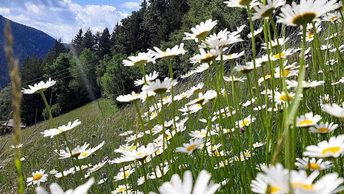 Thalerhof - Fotogalerie Photo