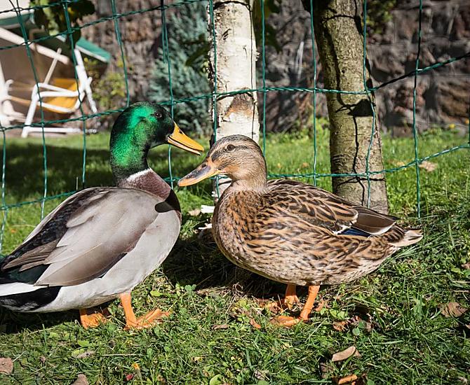 Náš kachní pár, vždy zvedavý