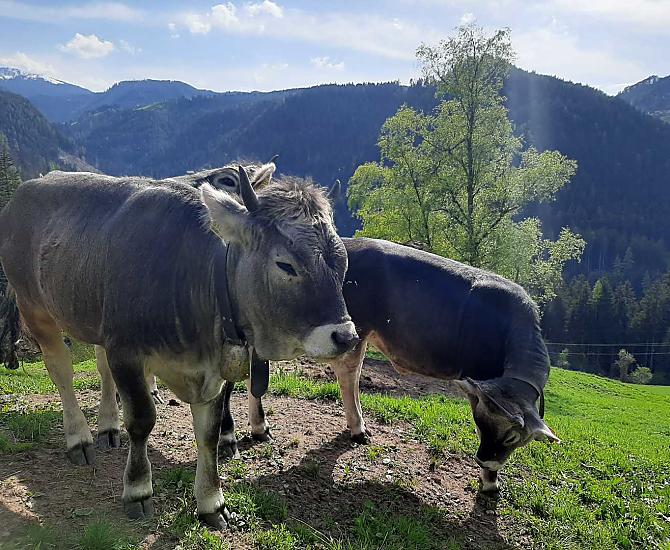Thalerhof - Fotogalerie Photo