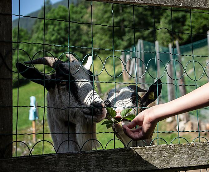 Heidi a Mare – naše kozy