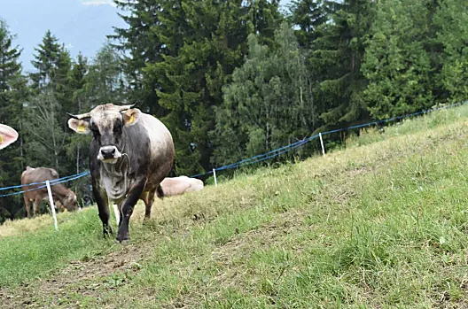 Gasserhof - Seznam Photo