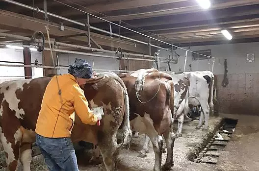 Ve stáji je spousta práce: úklid, krmení, vynášení hnoje.