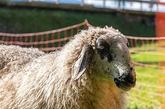 Naše ovečky jsou na louce po celý rok