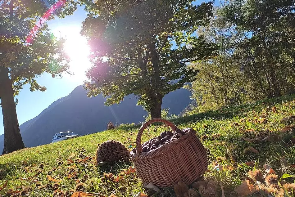Sklizeň kaštanů