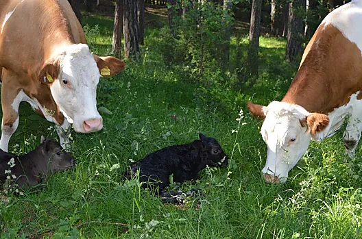 Weberhof je ekologický statek, kde se chová simentálský skot a skot plemene Wagyu v chovu krav pro produkci masa a chov bez tržní produkce mléka.