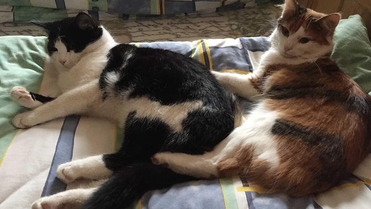 Naše kocky Max a Schnursel