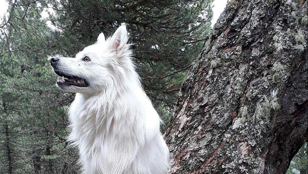 Sammy
