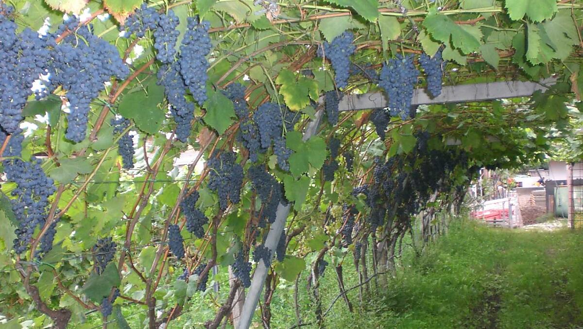 Vinice