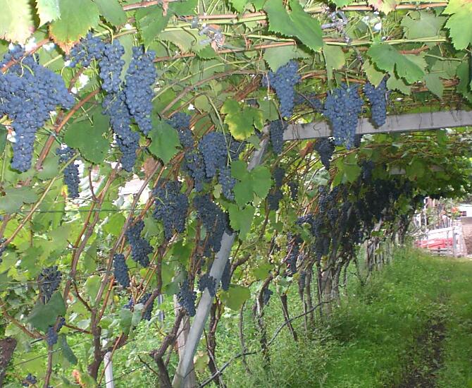 Vinice