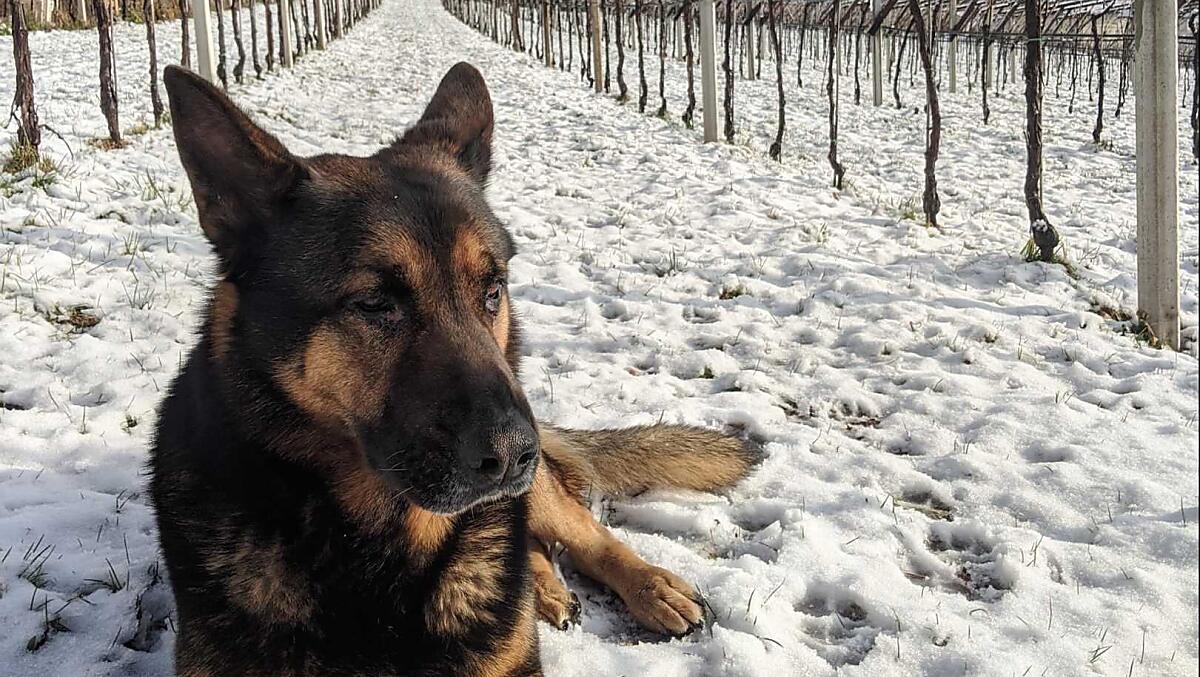 Weingut Oberpreyhof - Fotogalerie Photo