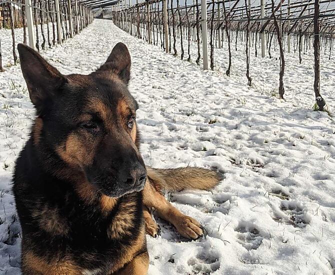 Weingut Oberpreyhof - Fotogalerie Photo