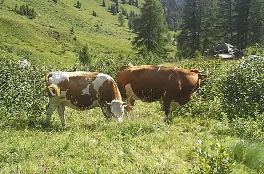 Zvírata na vysokohorské pastvine