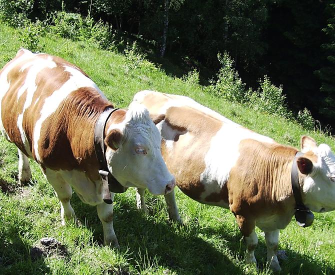 Krávy na pastvine