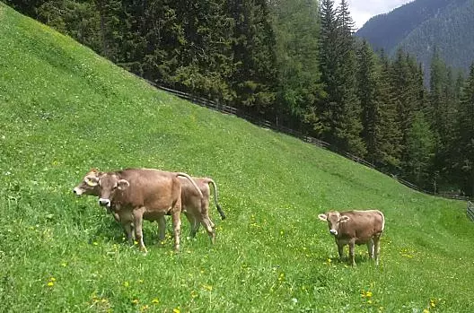 App. Erika - Gallerhof - Seznam Photo