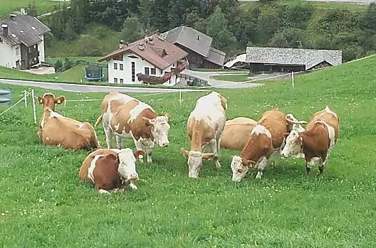 Tulperhof - Seznam Photo