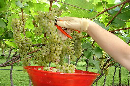 Sklizen hroznu Chardonnay pro vinarství St. Michael.