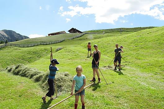 Pracovití pomocníci pri sklizni sena na horské pastvine