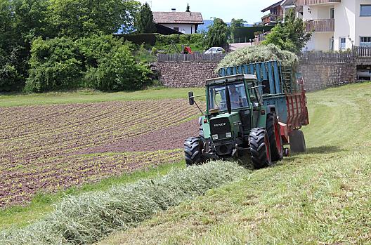 Senosec na Wieserhofu a v pozadí výhonky mladých kukuric a naše bramborište.